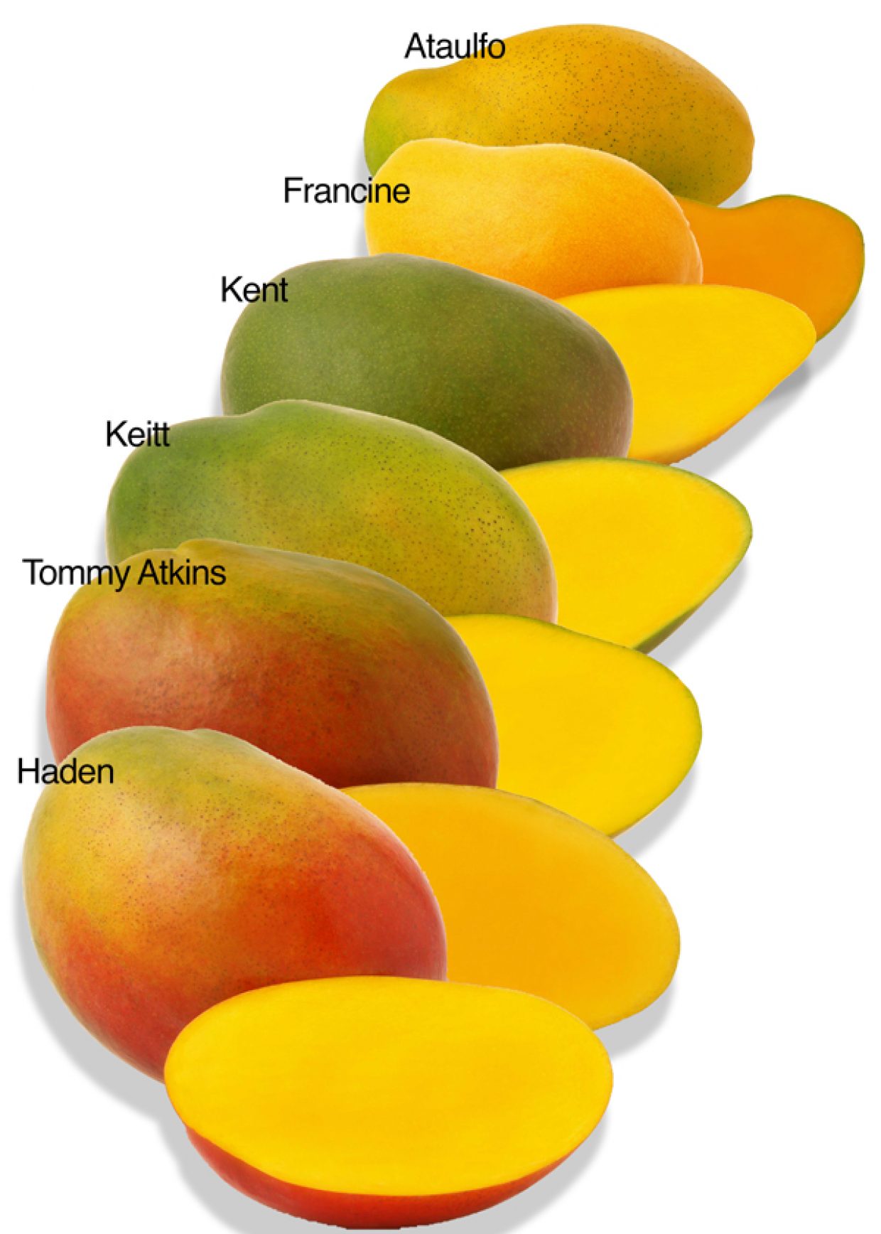 Best Types Of Mangoes With High Commercial Value And | Hot Sex Picture